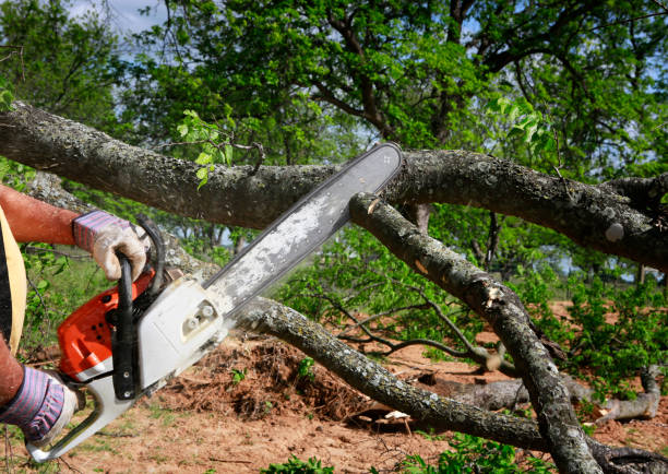 Best Utility Line Clearance  in Buchanan, NY